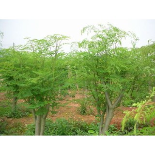 Hạt Giống Chùm Ngay