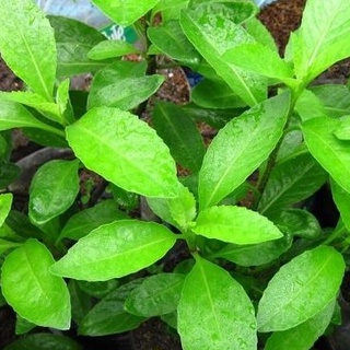 Rau Bớp (Bầu Đất) Giống 05Cây sp2
