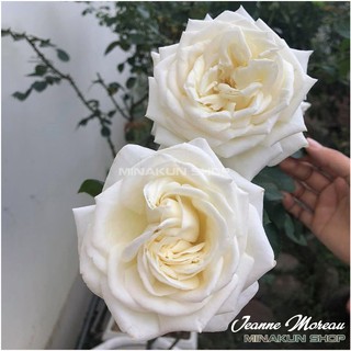 Hoa hồng ngoại Jeanne Moreau trắng tinh khôi - MinaKun Shop