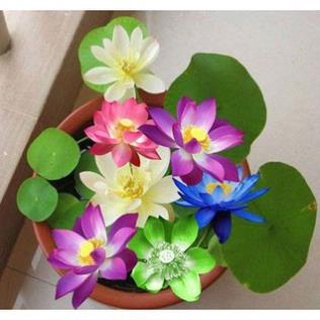 Hạt Giống Hoa Sen Nhật Mini - Gói 5 Hạt