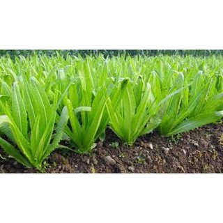 Hạt giống rau diếp thơm