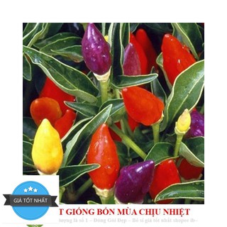 GÓI 10 HẠT GIỐNG ỚT NGŨ SẮC Ớt kiểng ngũ sắc ĐẾN MÙA TRỒNG TẾT