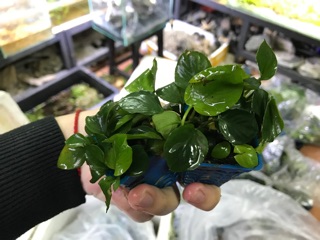 Ráy lá tròn thuỷ sinh