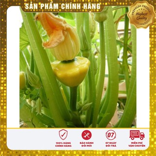 Bộ gói hạt giống Bí đĩa bay