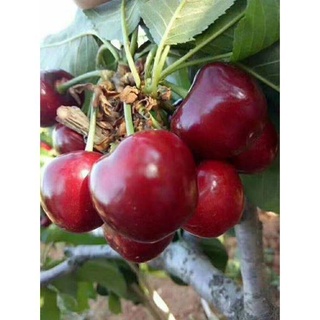 Cây Giống Cherry Brazil Chịu Nhiệt