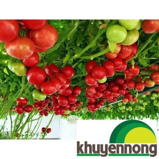 Gói 30 hạt giống cà chua leo giàn