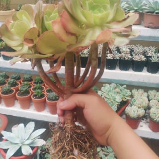Aeonium cổ thụ