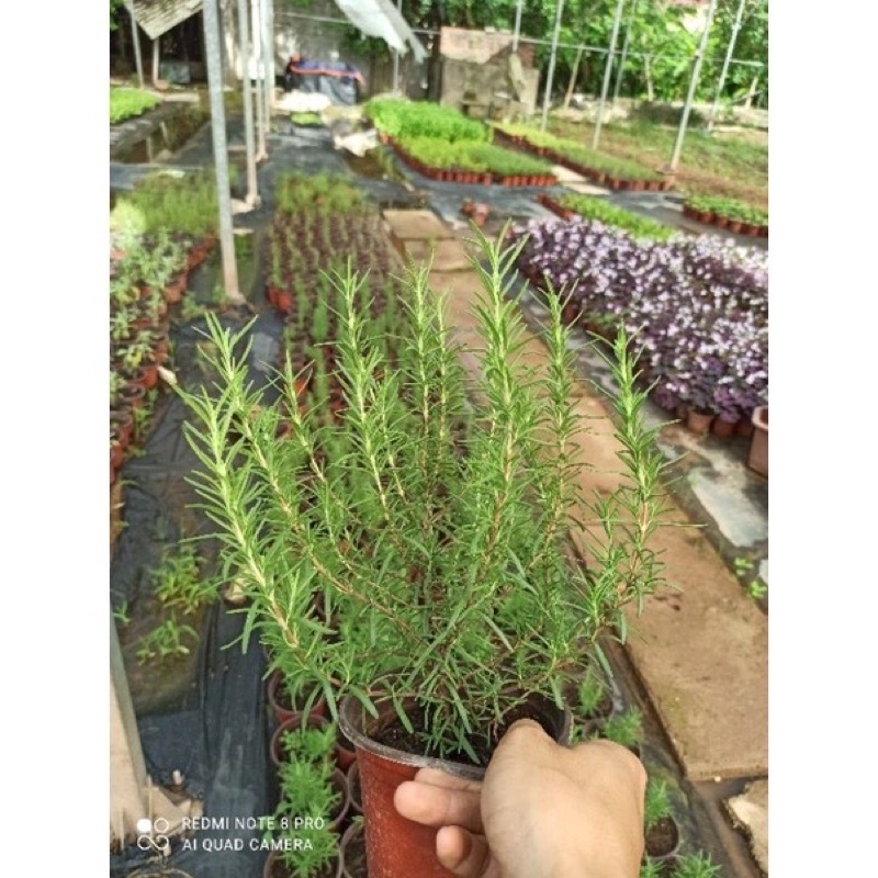 Hương thảo cây bầu ổn định