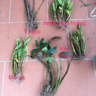 Combo 5 loại lan rừng