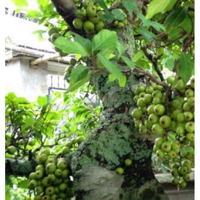 Hạt Giống Cây Sung Bonsai  - Gói 10 Hạt KNS298