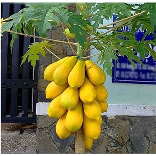 Hạt Giống Đu Đủ Da Vàng - 5 Hạt