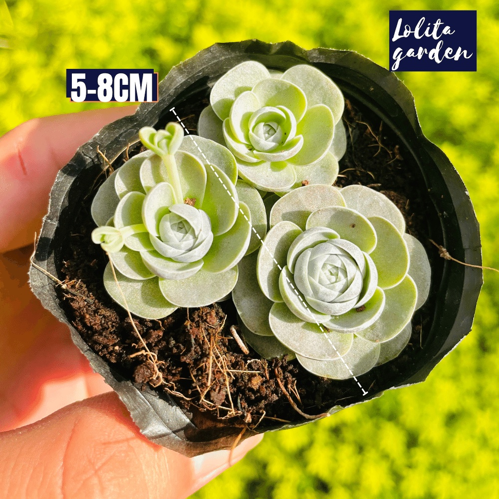 Sen đá dù tròn Đà Lạt size bé cây cảnh trang trí nhà cửa Lolita garden