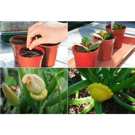 [GIÁ GỐC] Hạt Giống Bí Đĩa Bay Mini - 10 hạt