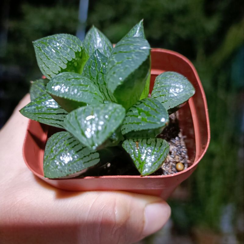 Sale 60%-Sen Đá Haworthia Gót Guốc Vân Xanh.