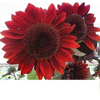 Hạt giống hoa hướng dương đỏ 10 hạt