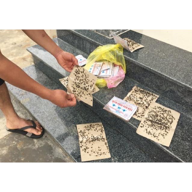 50 tấm keo dính ruồi - độ dính cao vô địch không độc hại