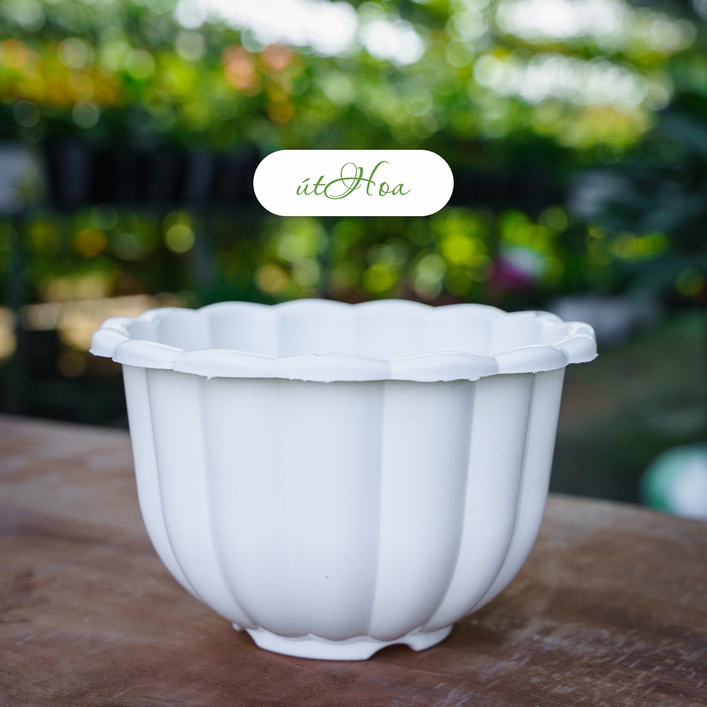 [Có dây treo] Sỉ 100 Chậu treo bí 22x14 cm trồng hoa dễ thương