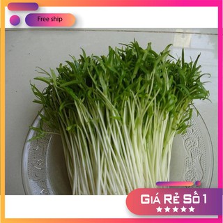Giống rau muống mầm dinh dưỡng