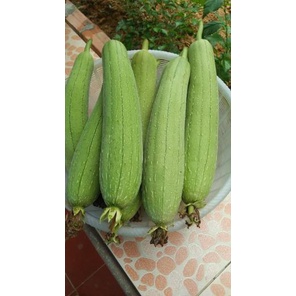 Mướp Hương  tươi ngon - giao Hỏa Tốc