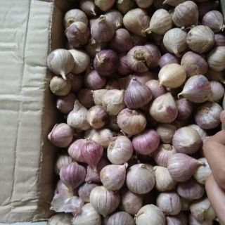 Tỏi cô đơn Hà Tĩnh