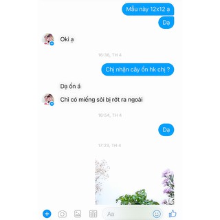 Chậu sen đá mix tiểu cảnh 200-299k.