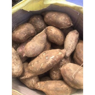 Combo 6kg Sâm đất Y Tý