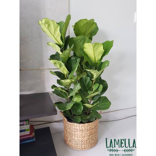 SỌT LỤC BÌNH