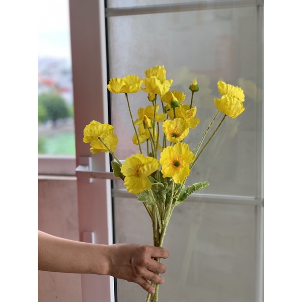 Hoa Anh túc giả cao cấp (Hoa moon)
