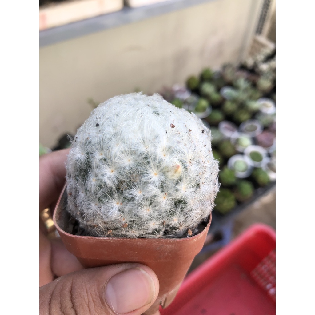 XƯƠNG XỒNG MAMI PLUMOSA - XƯƠNG RỒNG BÔNG GÒN - GAI MỀM DỄ THƯƠNG