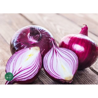 Bộ 1 hạt giống hành tây tím