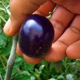 Hạt giống cà chua bi tím (Nội địa Trung). 2 gr/gói