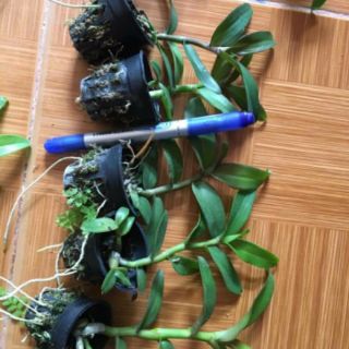 Combo hai chậu cây giống phi điệp tím Hoà Bình