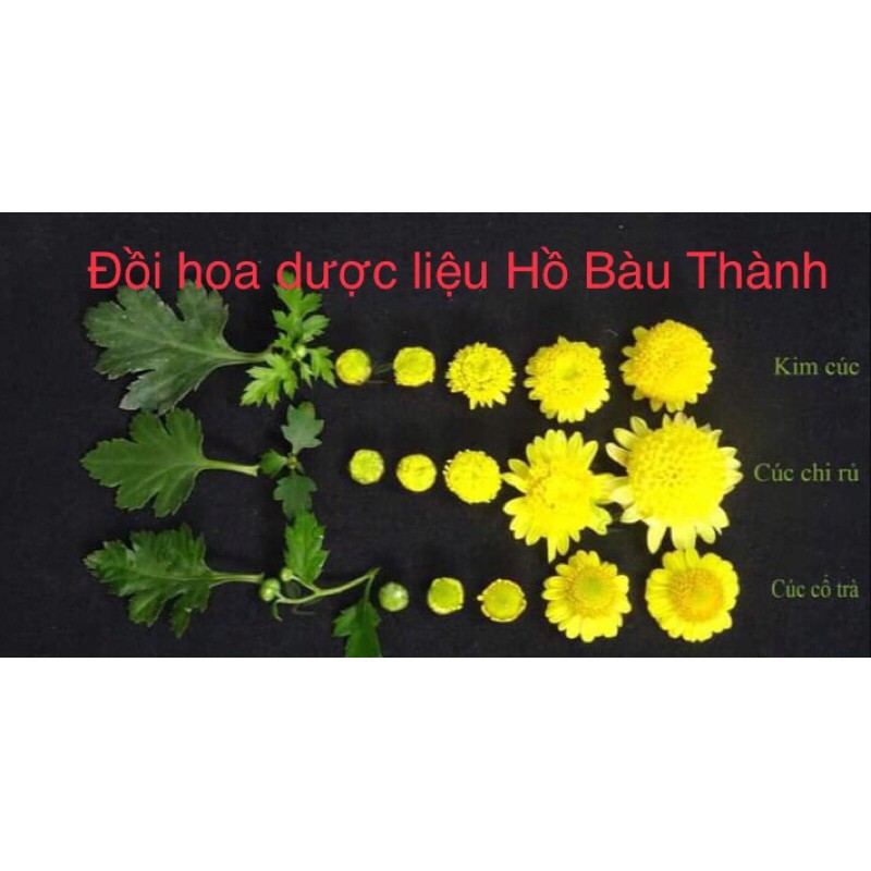 Cây giống hoa Cúc làm trà