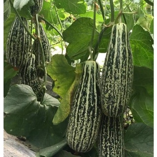Hạt giống dưa chuối đốm Hena