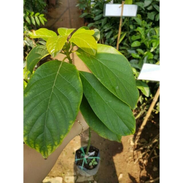 Giống bơ sáp 034 siêu quả