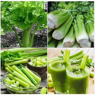 Hạt Giống Cần Tây Mỹ Bẹ To - ( 1 gói 1gram )