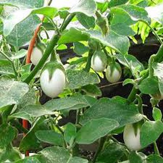 20 hạt giống cà pháo trắng