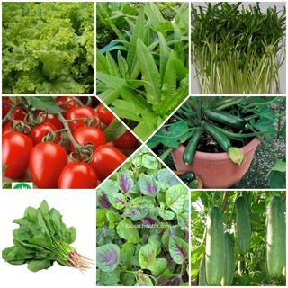 Hạt giống rau củ quả trồng chậu, rau ăn lá, rau mầm dễ trồng, nhanh thu hoạch, năng suất cao, nảy mầm tốt