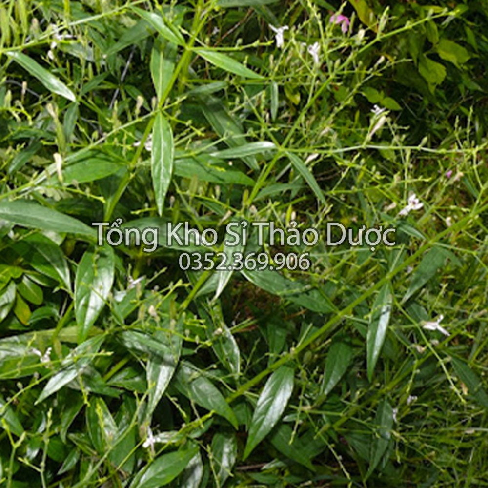 Xuyên tâm liên khô 100g (Trà xuyên,kh.áng sinh tự nhiên)
