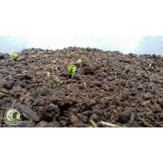 Đất trồng cây - Đất sạch giàu dinh dưỡng hữu cơ trồng cây đa dụng - bao 5dm3