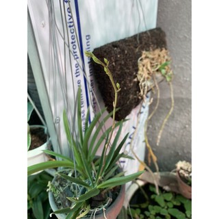 Vũ nữ bút chì cây giống