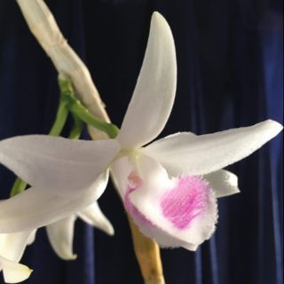 Kie phi điệp hồng Sơn Thủy 5cm