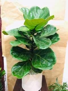 Bàng Singapore ( 80cm-1m )