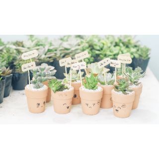 COMBO 10 CHẬU SEN ĐÁ + CHẬU ĐẤT NUNG