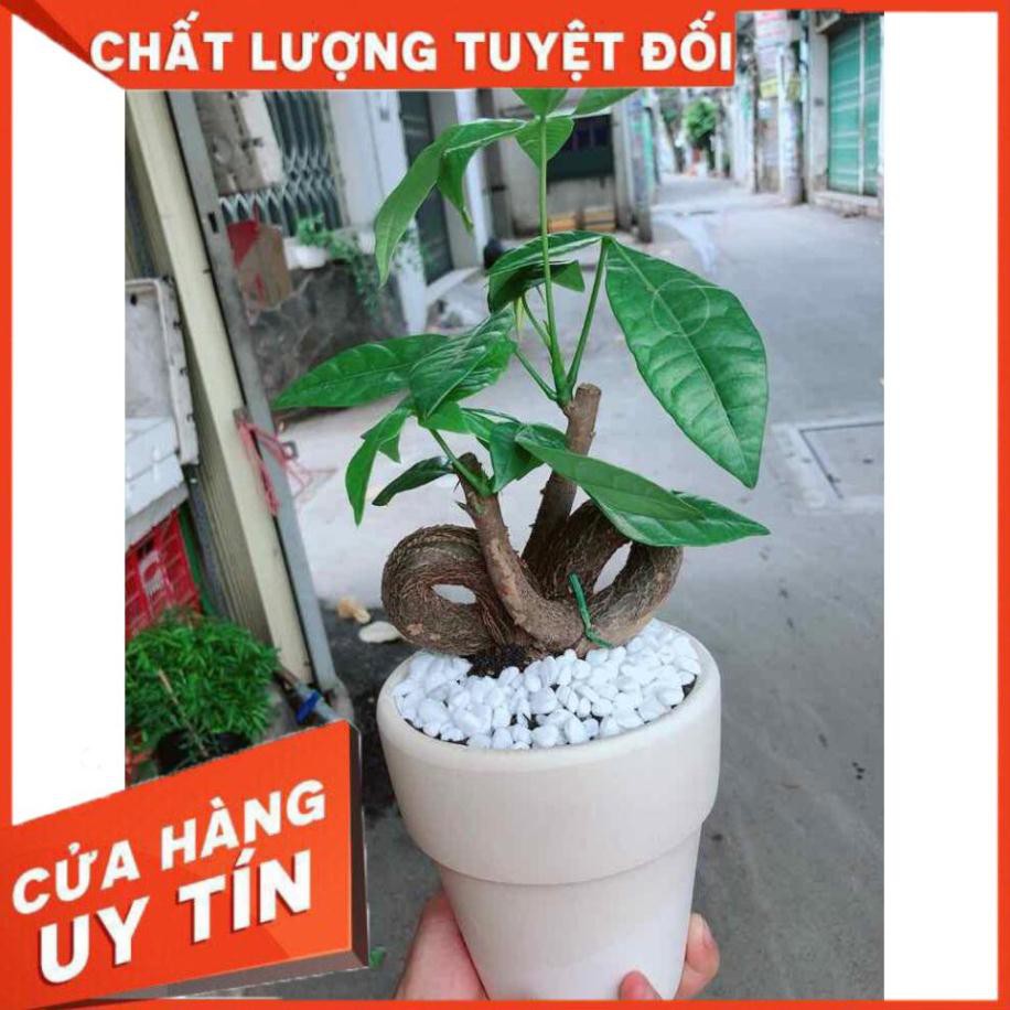 Chậu kim ngân nơ Nhiều Người Mua