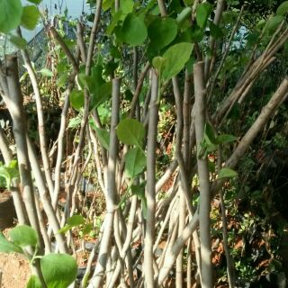 Cây hạnh phúc giống