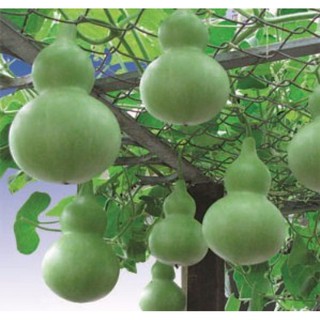 Hạt giống bầu hồ lô cao sản F1 gói 10 hạt