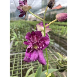 Denro Hoa Hồng đang nụ