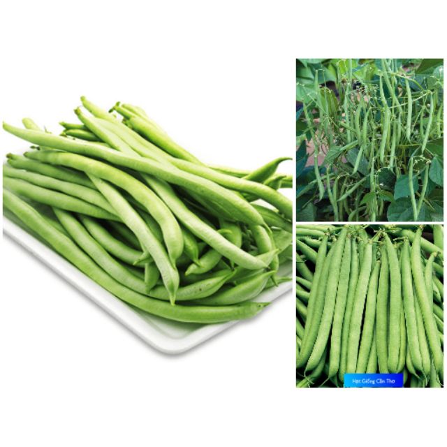Hạt giống Đậu Que cao sản