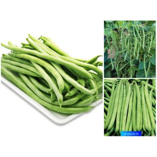 Hạt giống Đậu Que cao sản